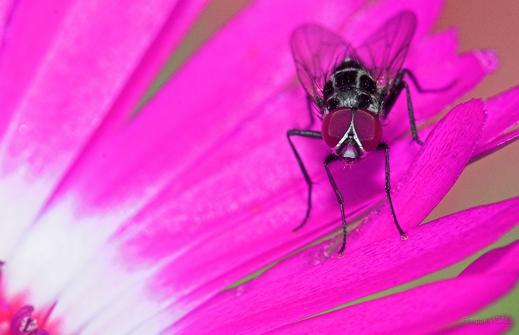 017 - Mouche sur ficoide.jpg